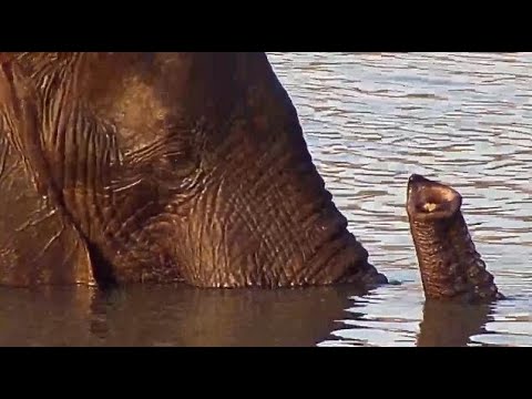 Djuma: Elephants drinking at the dam - 16:43 - 09/20/20
