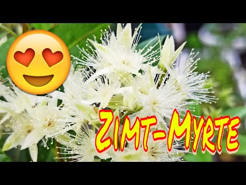 Zimtmyrte Backhousia myrtifolia aus den ostaustralischen Regenwäldern Katze myrtus communis