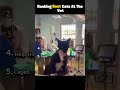 Ranking Best Cats At The Vet Cat