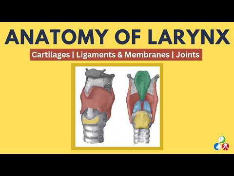 Larynx Anatomy | Cartilages of larynx | Ligaments & Membranes of larynx | Joints of larynx