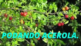 Poda da Acerola no  Vaso / corretamente / em casa / no jardim