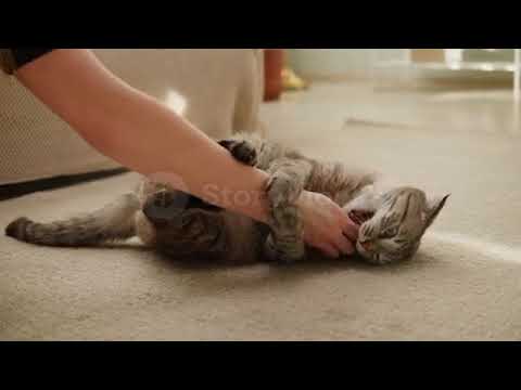 #shorts😄😄😄fun with cat😃😃😃😃#rajveeralagvlog