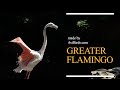Greater Flamingo Phoenicopterus Roseus