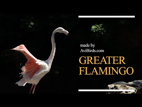 Plameniak veľký (Phoenicopterus roseus) — Greater Flamingo druh