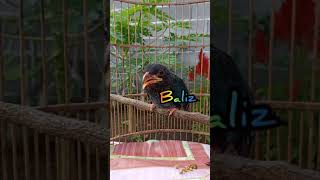 Download lagu Tengkek Buto Gacor Speed Rapat mp3