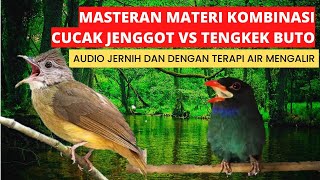 Download lagu masteran burung juara materi kasar kombinasi cucak jenggot vs tengkek buto mp3