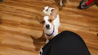 Video preview image #1 Jack-Rat Terrier Puppy For Sale in Oakhurst, NJ, USA