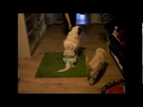 2014 03 01 Timmy aus Rumänien