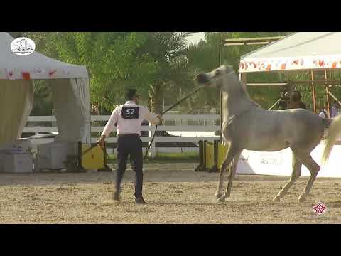 N 52 AR KAYAN   Bahrain National Day 2020   Fillies 3 Years Old Class 3