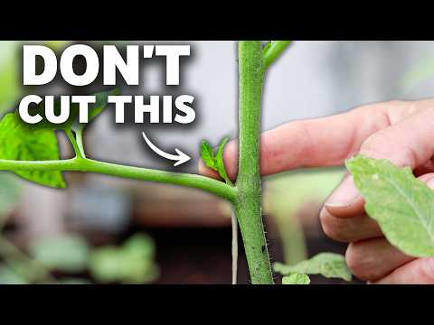 FORCE Tomatoes to FRUIT MORE | How to Prune Tomato Plants the RIGHT WAY