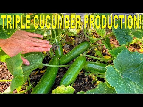 Grow MORE CUCUMBERS Than EVER With This Variety And One Simple Tip