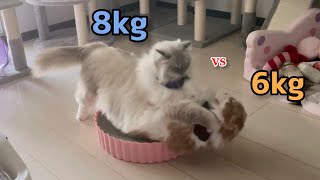 ６kgと８kg猫のバトルが痛そう(泣)