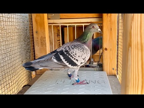 Race #2 Racing My Pigeons for 147 Miles (Slight Improvement) + Breeding Updates