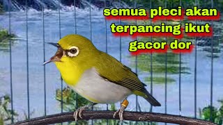 Download lagu Suara Burung Pleci Gacor Ngalas Ngerol,Semua Pleci Akan Terpancing Ikut Gacor || Pleci Bustomi Gacor mp3