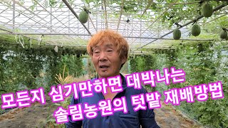 심기만 하면 대박나는 솔림농원 텃밭 재배방법~수박,참외,오이,토마토,고추,호박 재배방법,키우기  주말농장,귀…