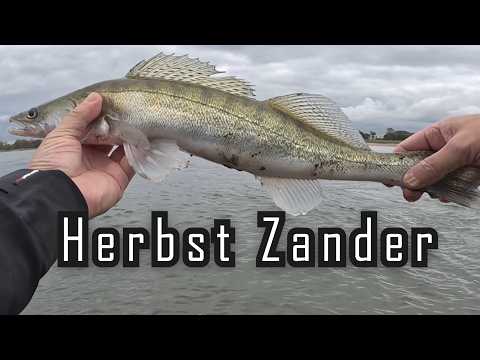 Zander angeln  im Herbst 🎣 #zanderangeln  #zander #rhein
