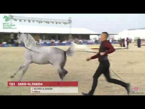 N 101 SAEID AL FARIDA   Asharqia Gulf Straight Egyptian Arabian Cup 2020   Stallions 4 6 Years Old C