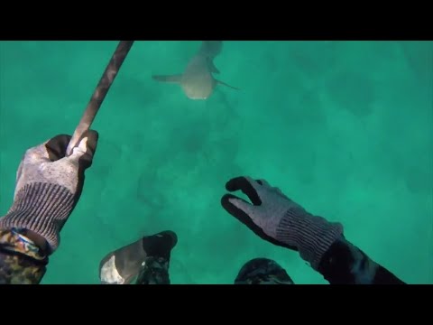 Spearfishing in the Bahamas, Berry Islands: Sharks, Groupers, Lobsters, Snappers, Conchs