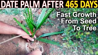 AJWA DATE SEED GERMINATION (PART-2) How to Grow Ajwa Date Palm Tree from Seed @SproutingSeeds