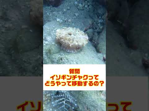イソギンチャクを増やす 2023
