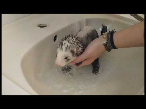 , title : 'kúpanie, umývanie fretky/ bathing ferret'