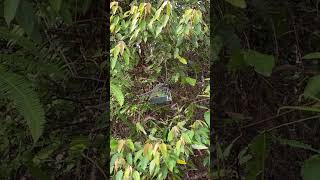 Download lagu cara mikat cucak ranting liar/hutan mp3 Download lagu cara mikat cucak ranting liar/hutan mp3