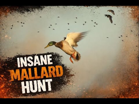 BEAU HUNTING "West Coast Mallard Limits With Friends and Family"
