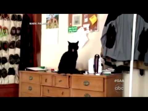 'GAA' Afternoon Play: Teddy the Cat