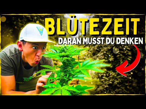 Anbau für Anfänger: Blütephase 😨 Das musst du über Blüten wissen!