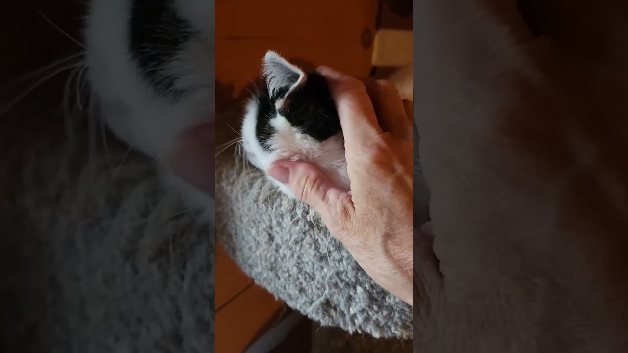 Enlarge Soraya, a Adoptable Domestic Short Hair in Spencerville, ON video 2/6
