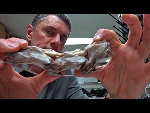 Random Act of Anatomy - ostrich elastic ligaments in the neck