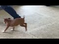 Амстафф Dolce Strider in Diversity: Игры и тренировка.