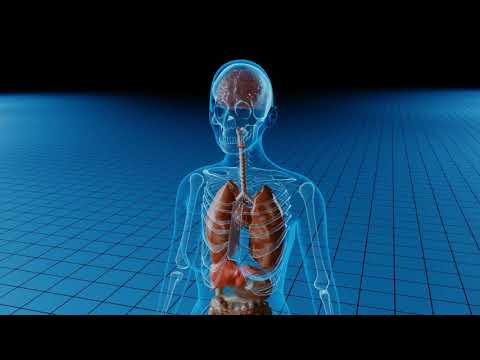 Body Cavities and Serous Membranes