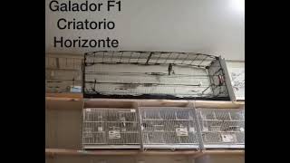F1 Horizonte (Transferido)