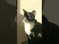Tuxedo Cat Rascal Enjoys Some Winter Sunshine