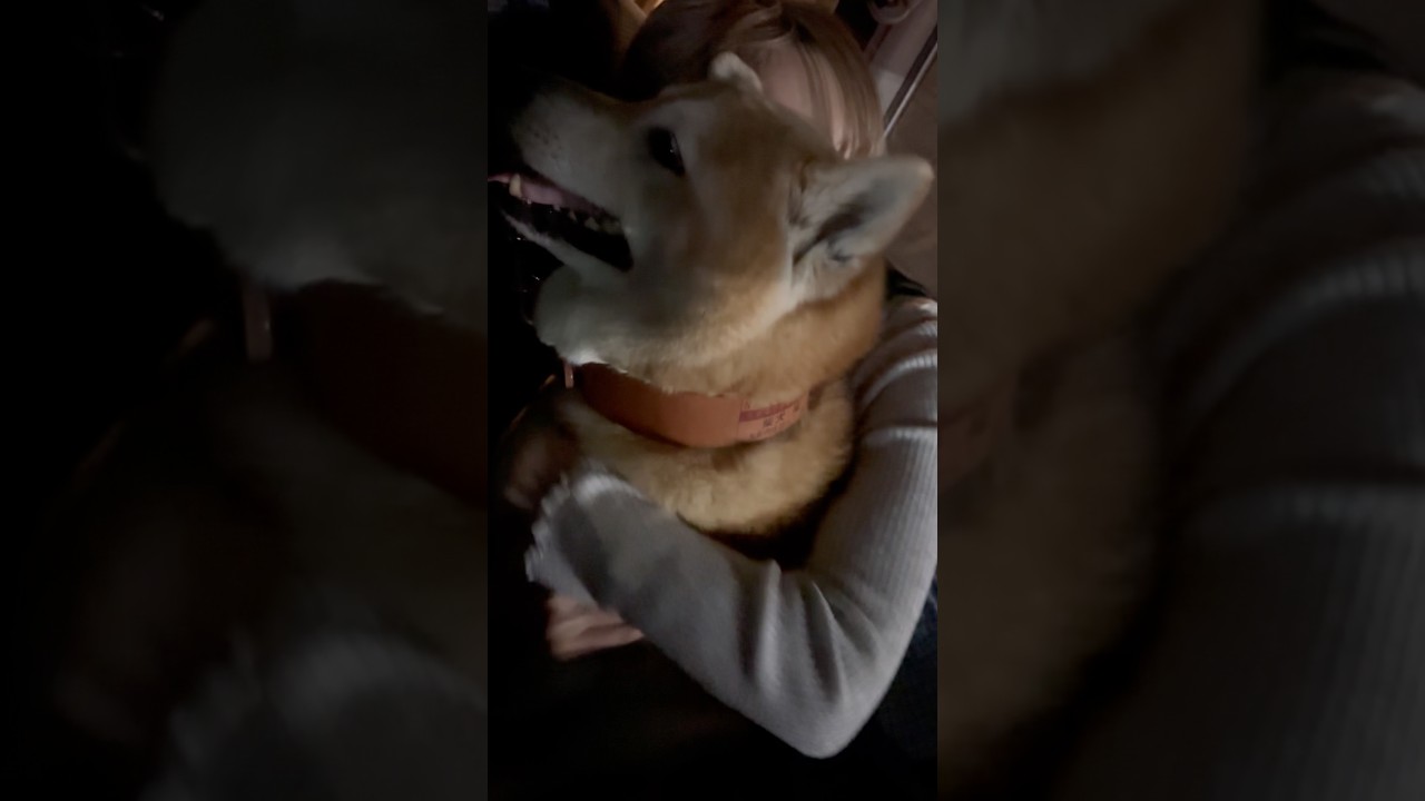 柴犬福 姉に匂いチェックされる柴犬🤣Sis and Shiba🤣#姉と柴 #shorts #japanesedog #柴犬 #shibainu #funnydog #dogshorts #시바견