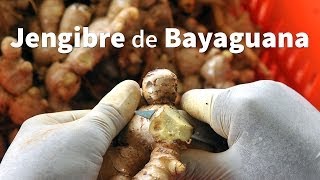 Jengibre de Bayaguana