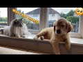 Introducing My Cat To A New Golden Retriever Puppy So Cute