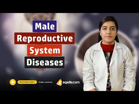 Male Reproductive System Diseases | Medical Pathology Course | V-Learning | sqadia.com