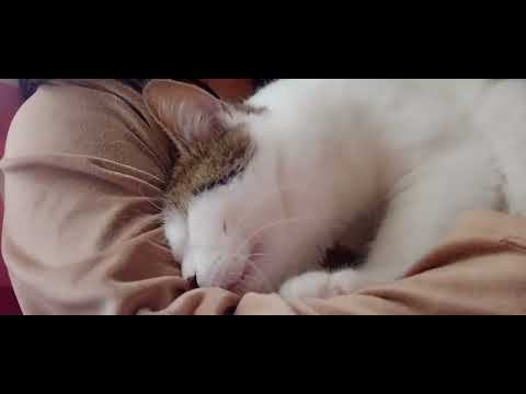 #mozaffar #cat #kitten #veterinary #vet