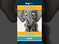 elephant - elefante video thumbnail