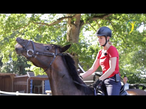 Wallach Franz verweigert sich mit bocken und steigen - Pferdecheck soll Ursachen aufdecken