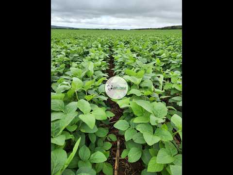 FAZENDA A VENDA EM BARRO ALTO GOIÁS - 1.577 HECTARES