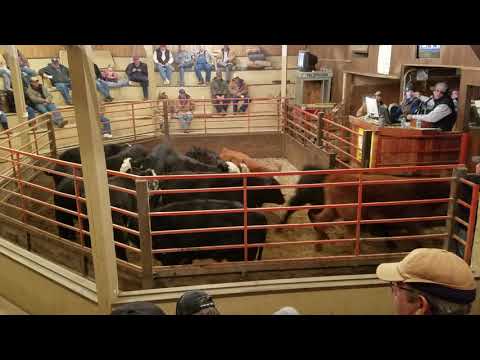 Sheeder calves 2018 selling at Guthrie Livestock Auction Video