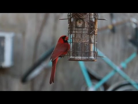 Stunning red cardinal bird at feeder
