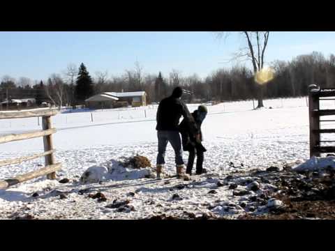 Cows vs. Aliens: In Real Life