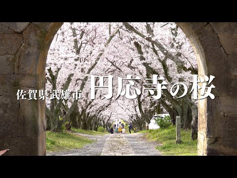 佐賀県武雄市　［円応寺の桜］通常バージョン