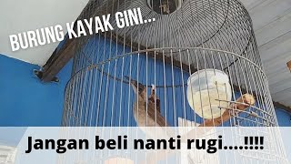 Download lagu Cara memilih burung koak kaok mp3