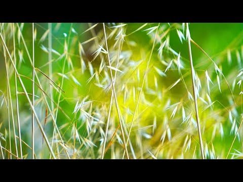Deep Sleep Music Relaxing Meditation Music | Relaxation Sleeping Music | Yoga Music Morning