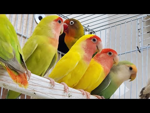 Love birds sounds long video 2.55 hours